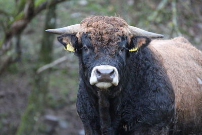 Portrait of cattle standing outdoors