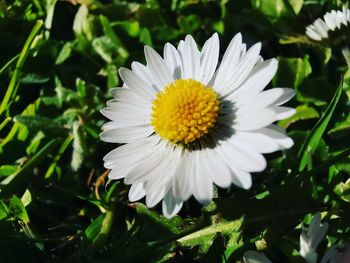 Close-up of white daisy flower