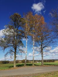 Tree on field against blue sky