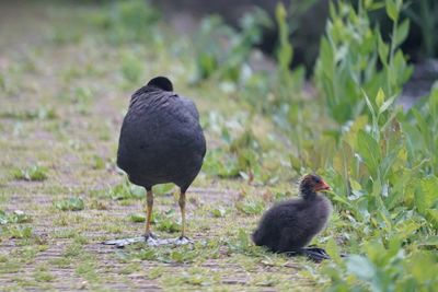 Ducks on a field