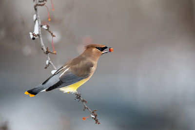 Close-up of bird perching on branch