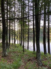 Pine trees in forest