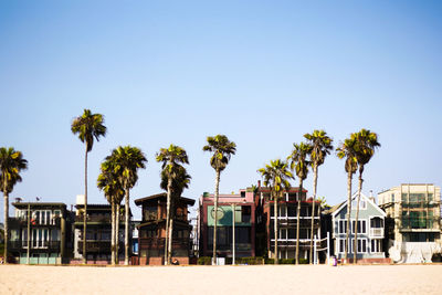 Palm trees against clear sky