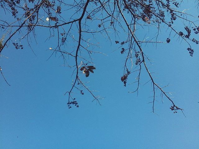 LOW ANGLE VIEW OF BARE TREES AGAINST CLEAR BLUE SKY