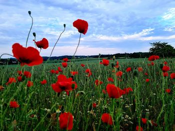 Close-up of red poppy flowers on field