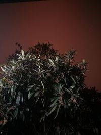 Close-up of fresh plants against trees at night