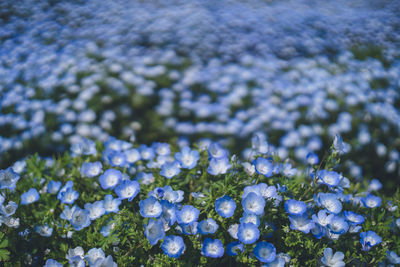 Nemophila in full bloom, a sea of blue flowers - fukuoka uminonakamichi seaside park in spring april