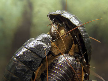 Close-up of cockroaches