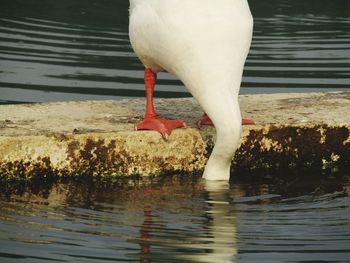 Bird drinking water in lake