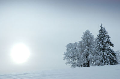 Snow covered tree against sky