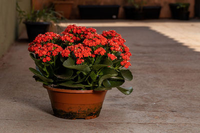 Close-up of potted plant