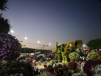 Illuminated flowering plants in park against clear sky