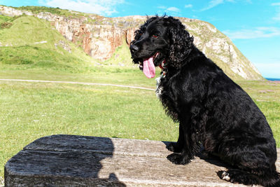 Black dog looking away while sitting on land