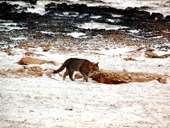 Side view of mountain lion walking on snow