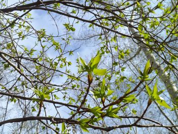 Low angle view of tree against sky