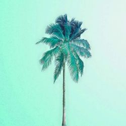 palm tree