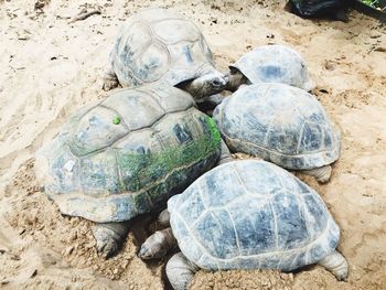 Close-up of tortoise