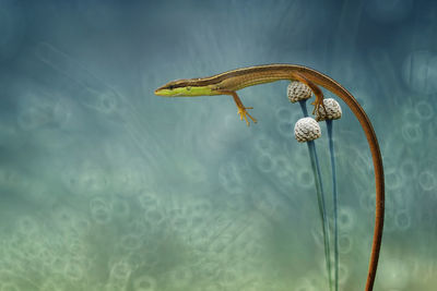 Close-up of a flower