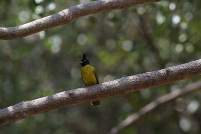 Close-up of bird perching on branch