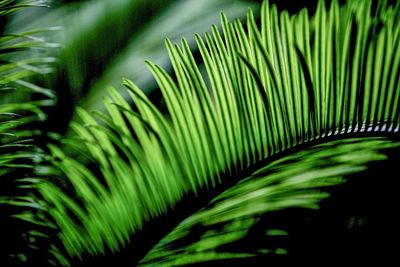 Close-up of palm tree leaves