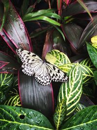 Beautiful butterfly surrounded by leaves with vein details