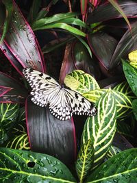 Close-up of butterfly on plant