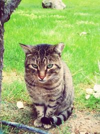 Portrait of cat lying on grass