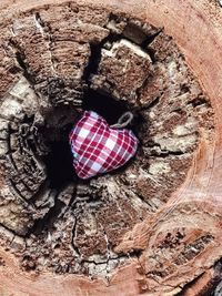 Close up of tree trunk
