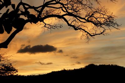 Low angle view of silhouette trees against orange sky