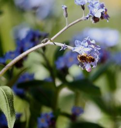 Close-up of insect on flowers