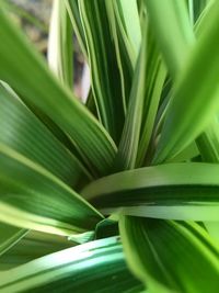 Full frame shot of green leaf