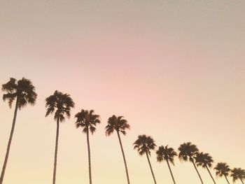 Low angle view of palm trees against clear sky