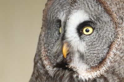 Close-up portrait of owl