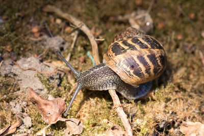 Close-up of lizard on field