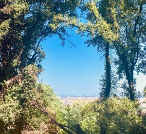 Plants growing on land against sky