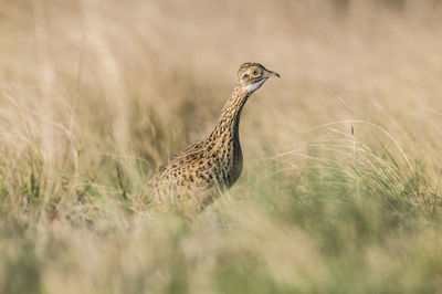 Close-up of bird on field