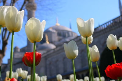 Close-up of white tulips