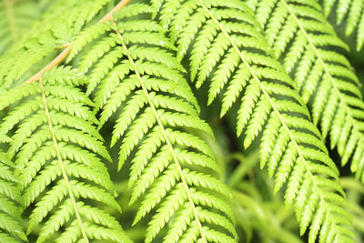 Full frame shot of green leaves