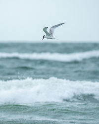 Hunting tern flying over sea against sky