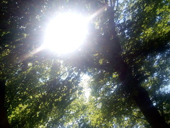 Low angle view of trees against sky