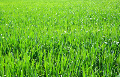 Full frame shot of plants growing on field