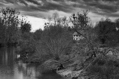 Plants by lake against sky