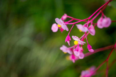 Close-up of pink flowering plant