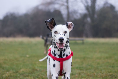 Portrait of dog on field