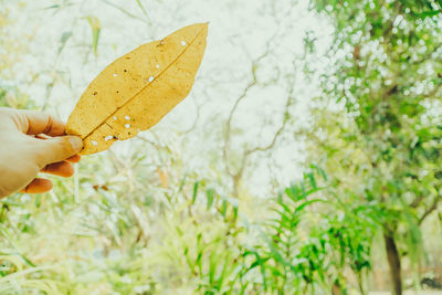 Close-up of hand holding leaves