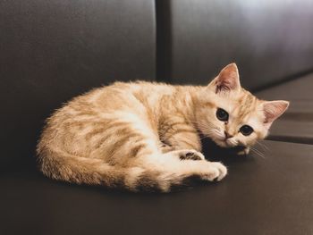 Close-up of cat sleeping at home