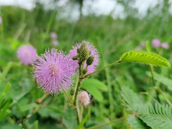 Close-up of pink flowering plant