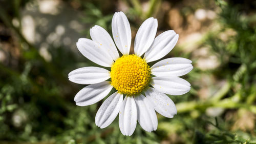 Close-up of white daisy blooming outdoors