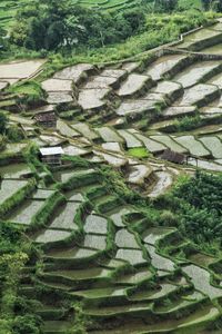 High angle view of rice field