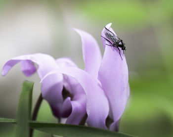 Close-up of insect on purple flower